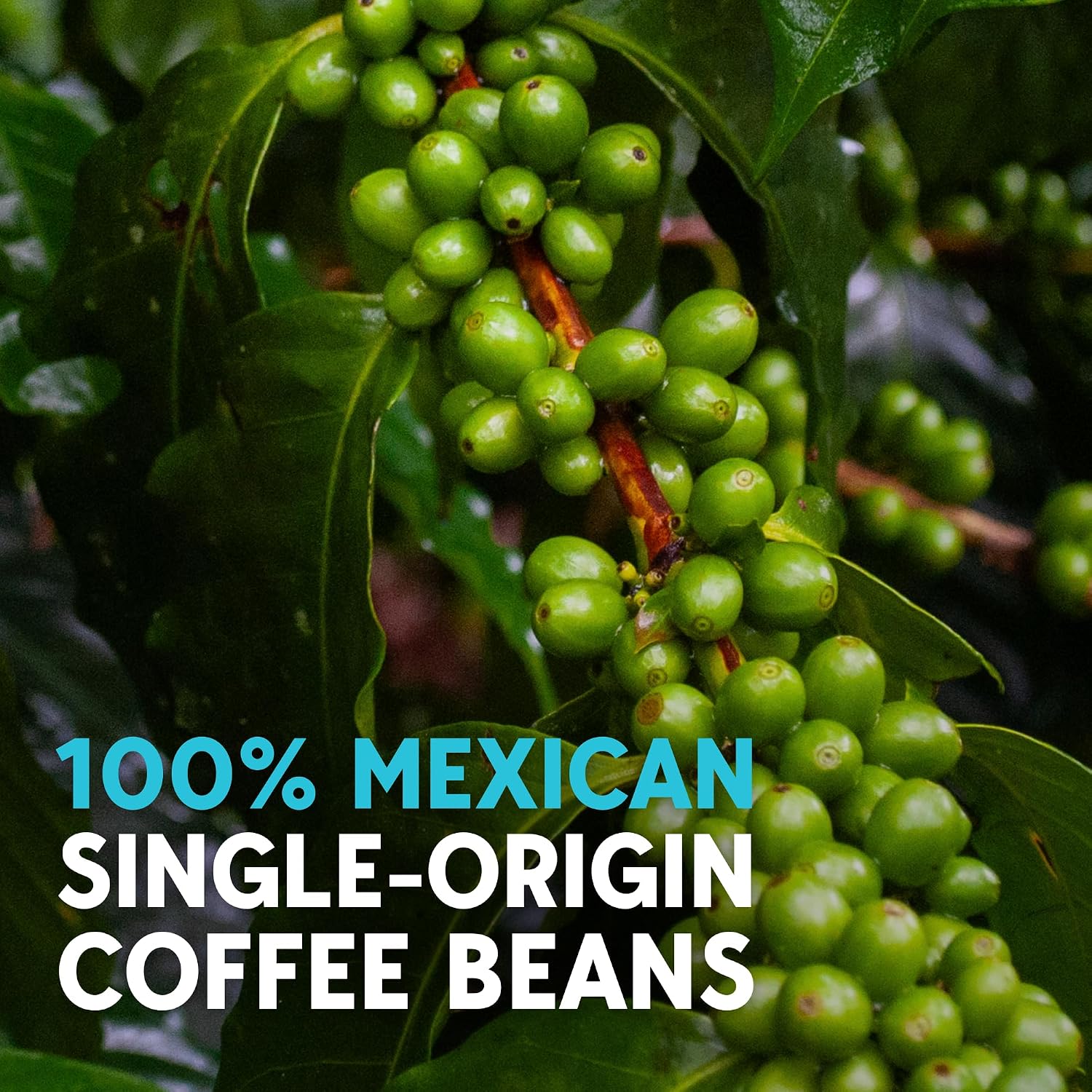 RICA Cold Brew — Mexican Single-Origin Dark Roast, 12oz