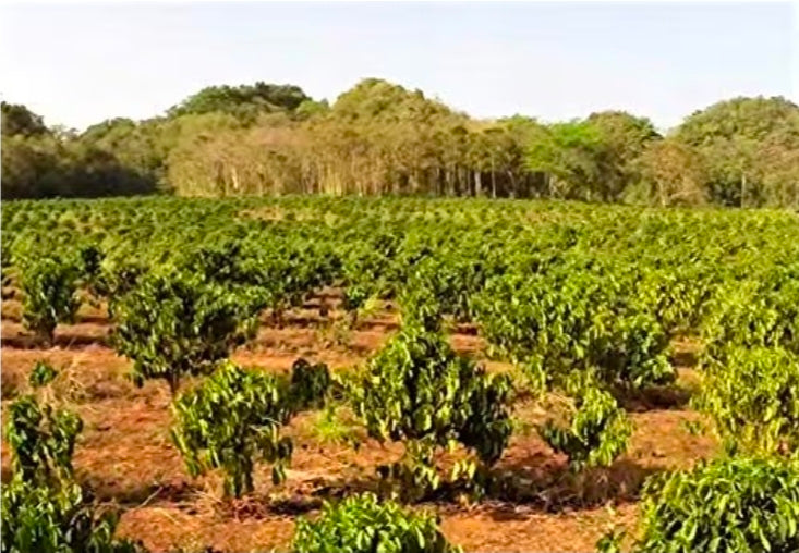 Café Rico Espresso Ground Coffee — Puerto Rico Dark Roast