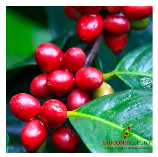 Café Yaucono Selecto Whole Bean Coffee — Limited Edition, Puerto Rico