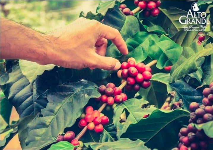 Alto Grande Super Premium Coffee — Puerto Rico